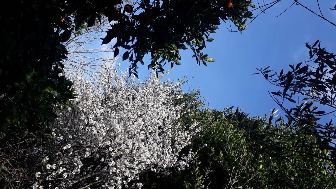 Carrubo - Giardino in città Catane Extérieur photo