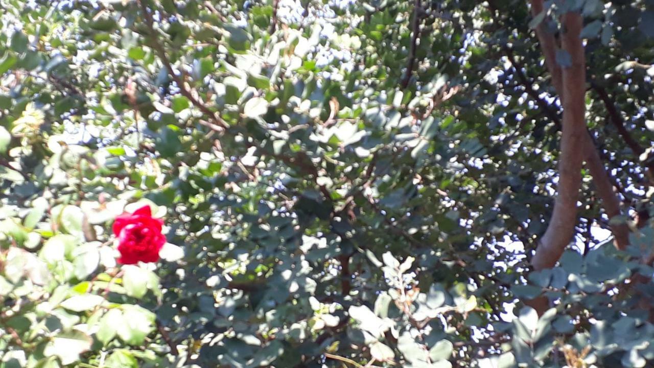 Carrubo - Giardino in città Catane Extérieur photo